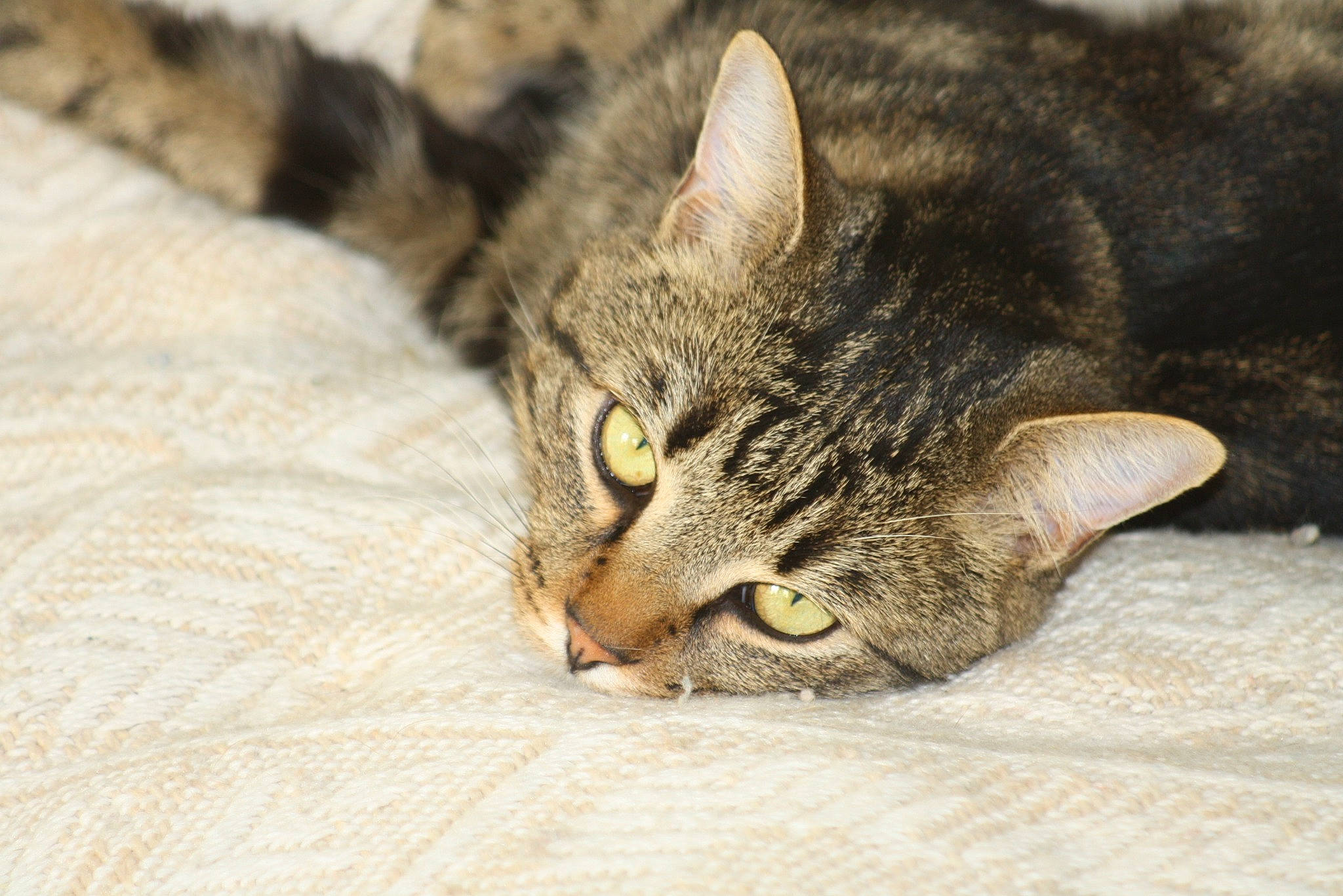 Mitou a rejoint le concours — aidez-le/la à gagner de superbes lots ! carnivore, cat, claw, close_up, comfort, domestic_short_haired_cat, ear, eye, felidae, fur, nap, paw, sleep, small_to_medium_sized_cats, snout, terrestrial_animal, whiskers, wildlife