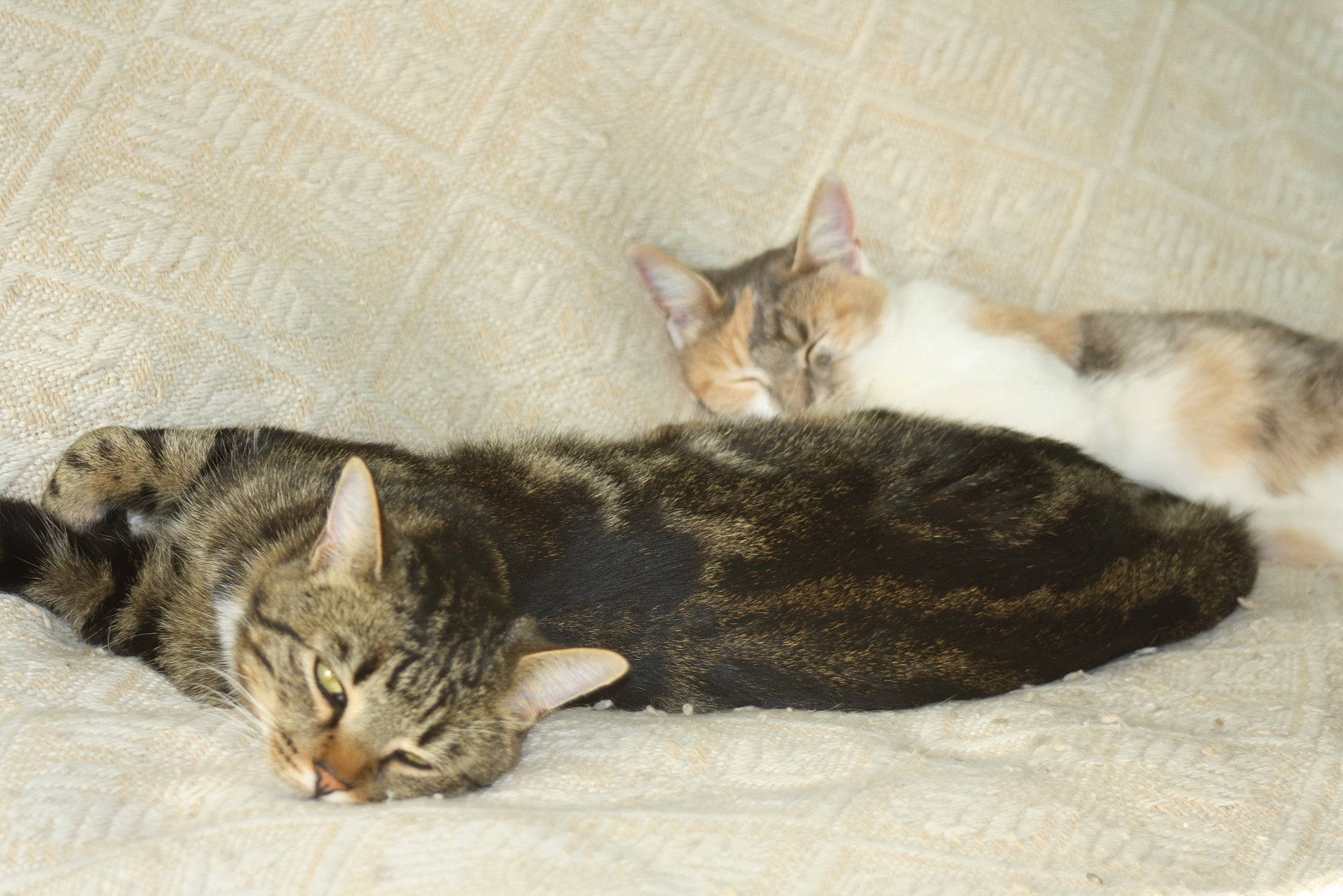 Mitou a rejoint le concours — aidez-le/la à gagner de superbes lots ! carnivore, cat, cat_bed, cat_supply, claw, comfort, domestic_short_haired_cat, fawn, felidae, fur, mammal, nap, paw, small_to_medium_sized_cats, tail, vertebrate, whiskers