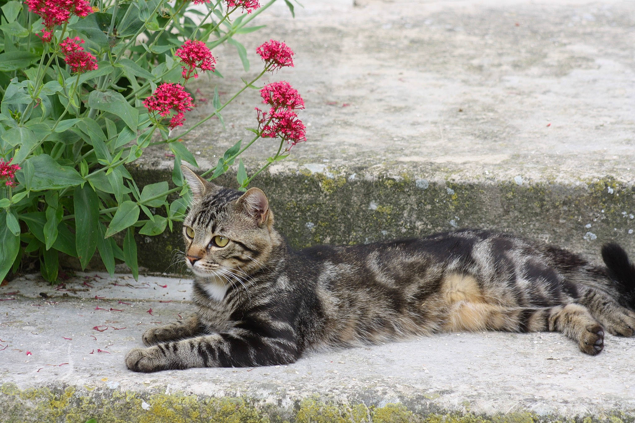 Mitou a rejoint le concours — aidez-le/la à gagner de superbes lots ! annual_plant, carnivore, cat, domestic_short_haired_cat, fawn, felidae, flower, flowerpot, fur, grass, groundcover, herbaceous_plant, houseplant, plant, road_surface, small_to_medium_sized_cats, snout, tail, terrestrial_animal, whiskers