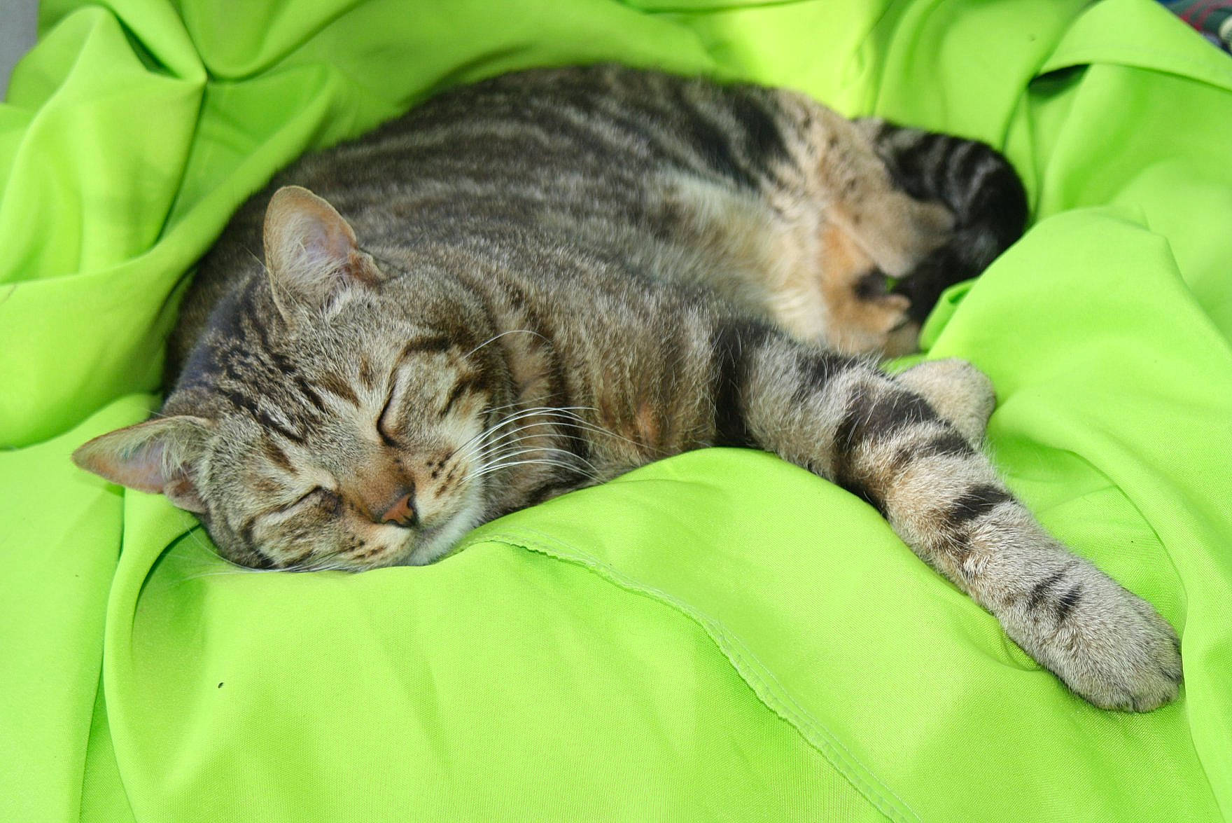 Miamy