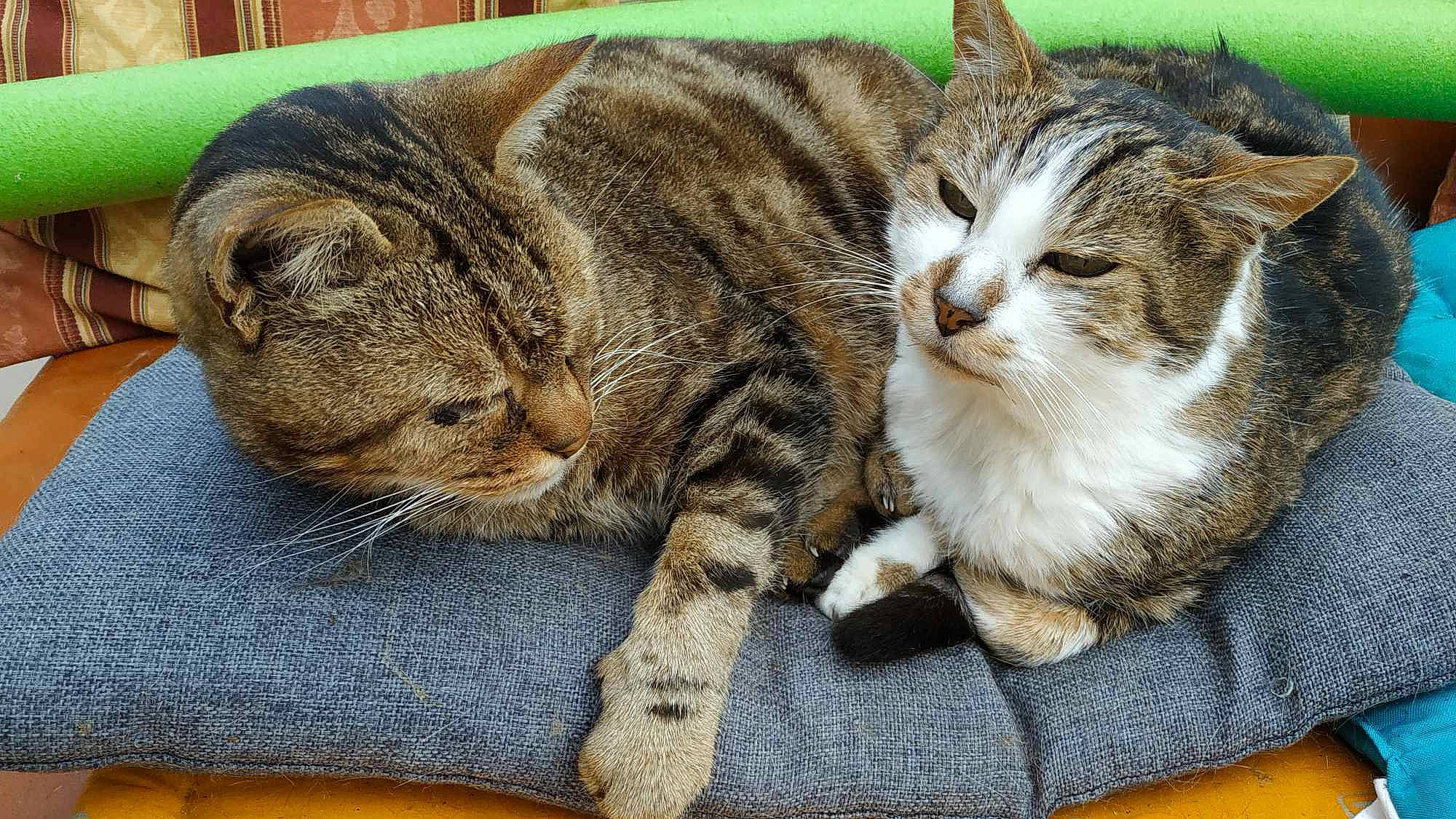 Miamy a rejoint le concours — aidez-le/la à gagner de superbes lots ! carnivore, cat, claw, comfort, domestic_short_haired_cat, felidae, fur, paw, small_to_medium_sized_cats, snout, terrestrial_animal, whiskers