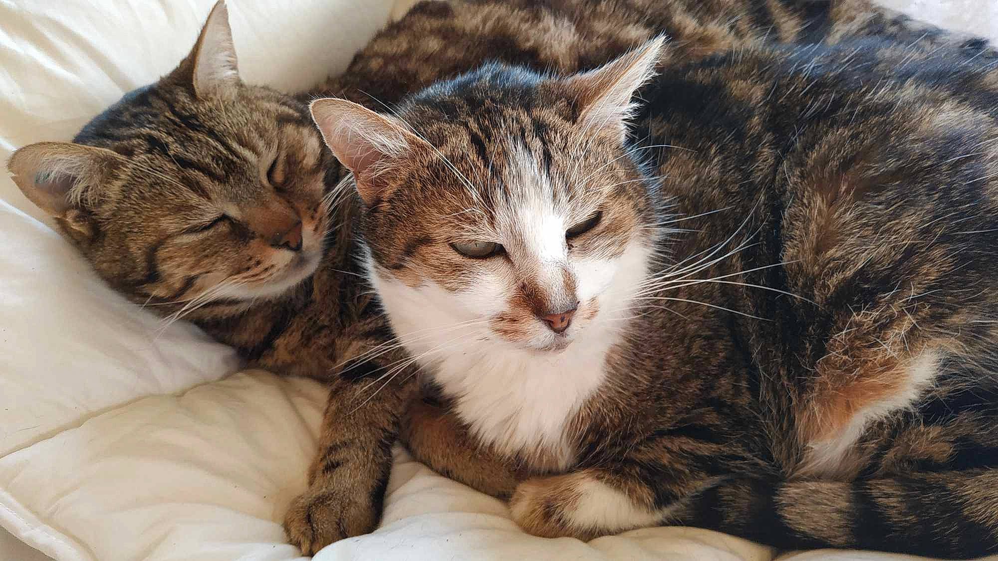 Miamy a rejoint le concours — aidez-le/la à gagner de superbes lots ! carnivore, cat, claw, comfort, domestic_short_haired_cat, ear, felidae, fur, nap, paw, sleep, small_to_medium_sized_cats, snout, tail, whiskers