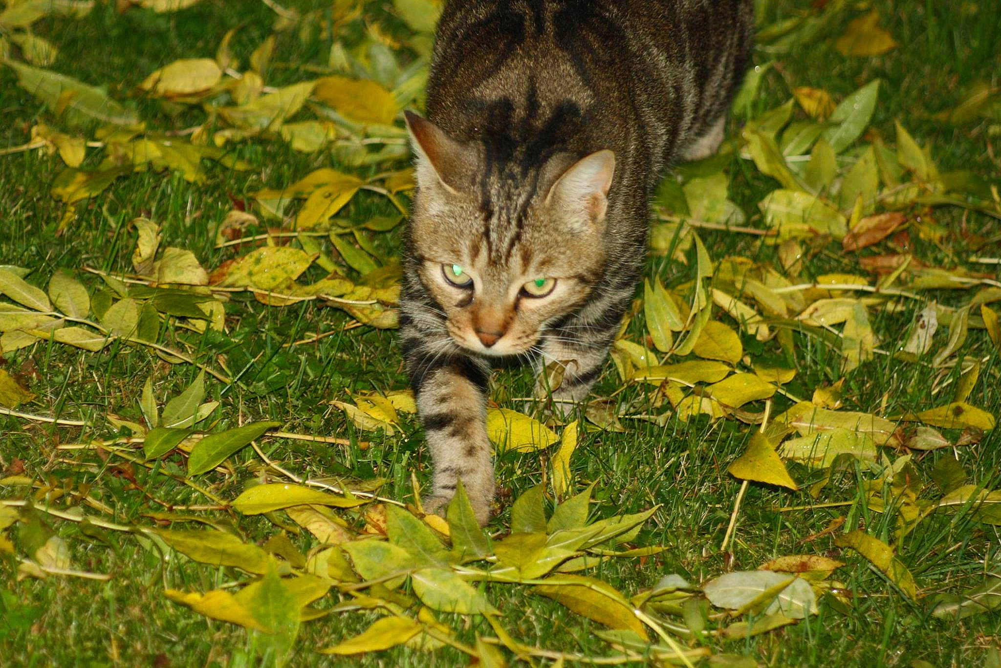Miamy a rejoint le concours — aidez-le/la à gagner de superbes lots ! branch, carnivore, cat, domestic_short_haired_cat, fawn, felidae, fur, grass, grass_family, groundcover, military_camouflage, plant, small_to_medium_sized_cats, snout, tail, terrestrial_animal, tree, whiskers, wildlife, wood