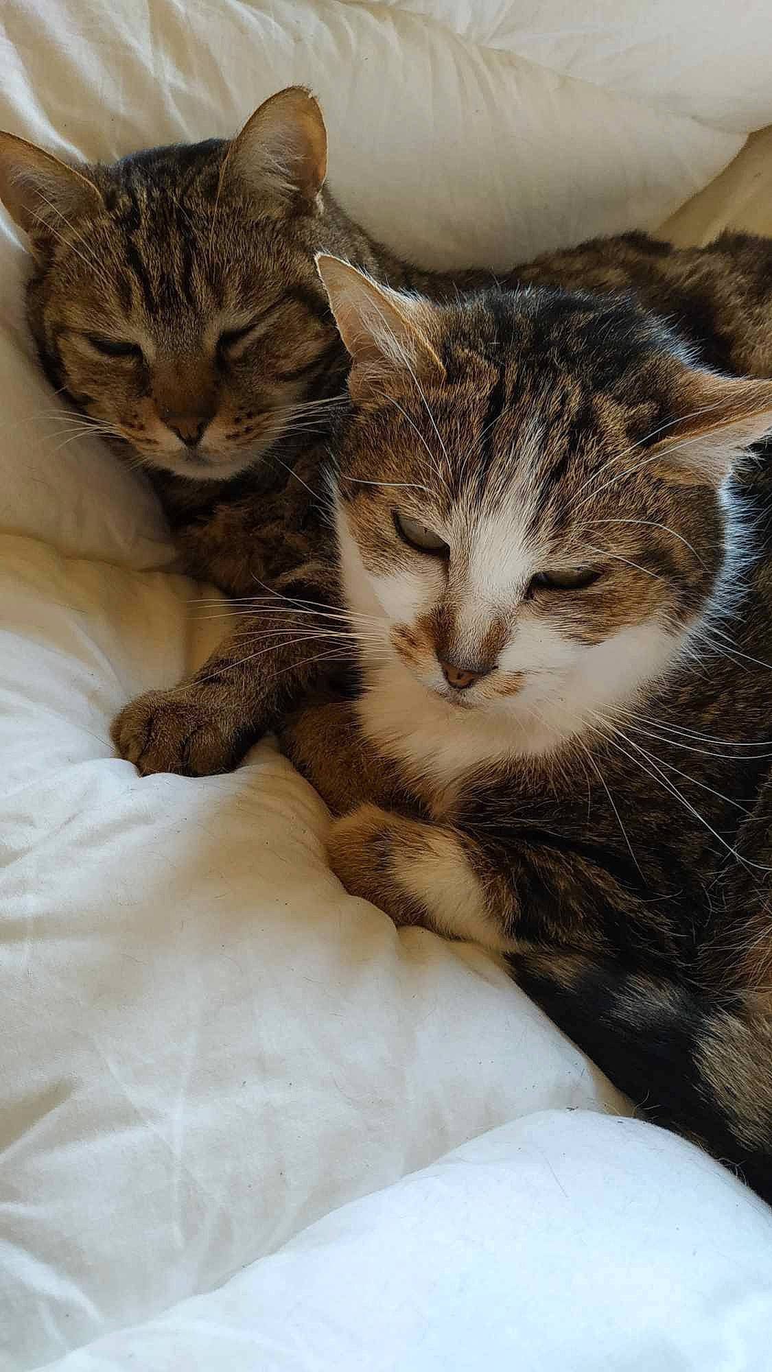 Miamy a rejoint le concours — aidez-le/la à gagner de superbes lots ! carnivore, cat, claw, comfort, domestic_short_haired_cat, felidae, fur, nap, paw, sleep, small_to_medium_sized_cats, snout, tail, whiskers