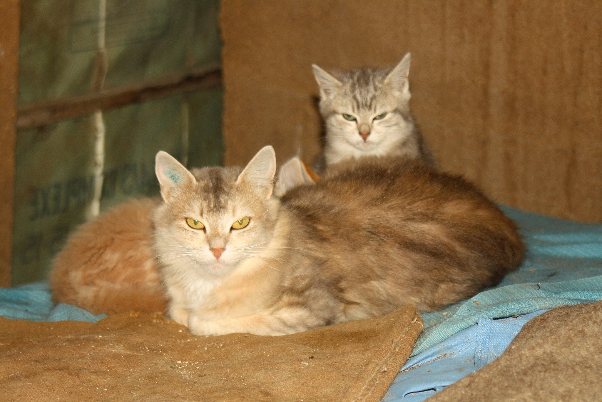 Blanchette a rejoint le concours — aidez-le/la à gagner de superbes lots ! carnivore, cat, cat_bed, cat_furniture, cat_supply, claw, comfort, domestic_short_haired_cat, fawn, felidae, fur, paw, sitting, small_to_medium_sized_cats, snout, tail, whiskers, window, wood