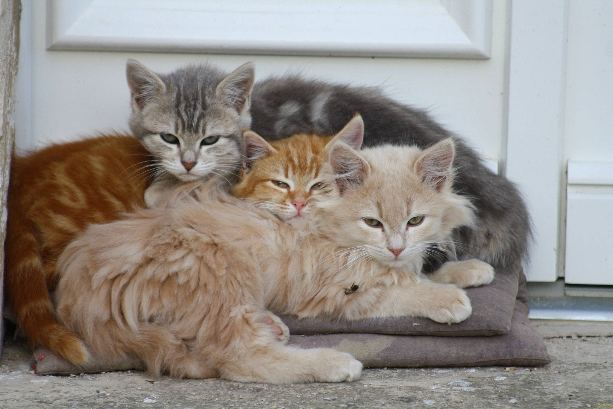 Blanchette participe au concours pour gagner de l'argent avec cette photo : carnivore, cat, claw, comfort, domestic_short_haired_cat, door, eye, fawn, felidae, fur, home_door, paw, sitting, small_to_medium_sized_cats, snout, tail, terrestrial_animal, whiskers, wildlife, window