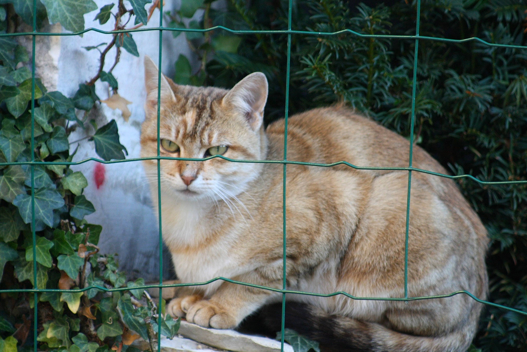 Roussette participe au concours pour gagner de l'argent avec cette photo : animal_shelter, carnivore, cat, domestic_short_haired_cat, fawn, felidae, fence, fur, grass, mesh, plant, small_to_medium_sized_cats, snout, tail, terrestrial_animal, tree, twig, whiskers, wire_fencing, wood