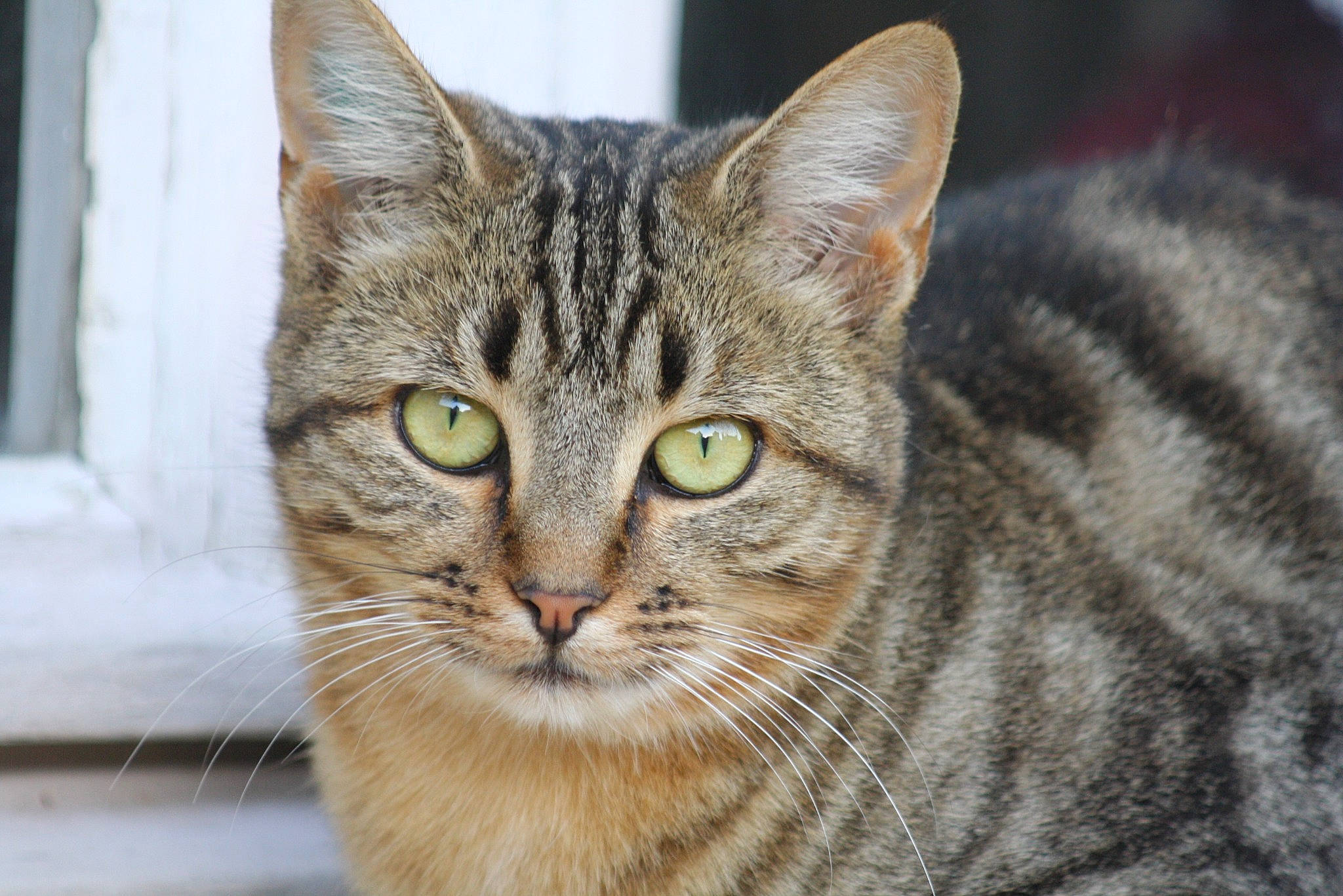 Roussette a rejoint le concours — aidez-le/la à gagner de superbes lots ! art, carnivore, cat, domestic_short_haired_cat, felidae, fur, iris, small_to_medium_sized_cats, snout, terrestrial_animal, tree, whiskers, wildlife, window