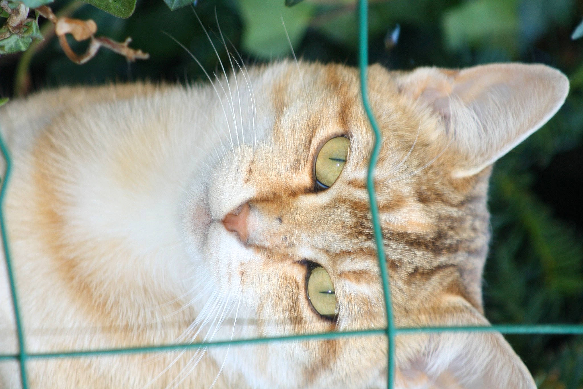 Roussette a rejoint le concours — aidez-le/la à gagner de superbes lots ! carnivore, cat, close_up, domestic_short_haired_cat, fawn, felidae, fur, grass, plant, small_to_medium_sized_cats, snout, terrestrial_animal, tree, whiskers, wildlife, wood, wrinkle