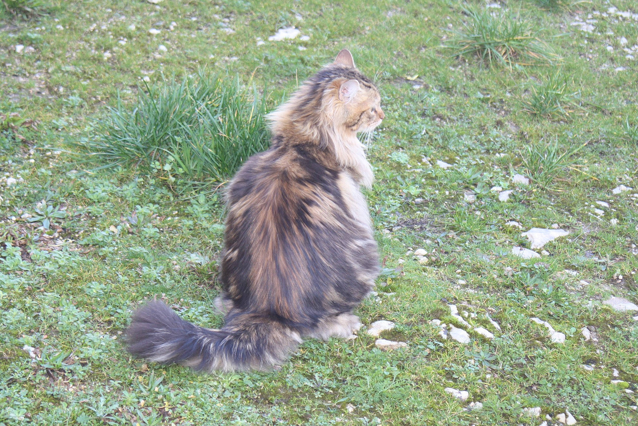 Mouchette a rejoint le concours — aidez-le/la à gagner de superbes lots ! canidae, carnivore, cat, dog_breed, felidae, fur, grass, groundcover, plant, small_to_medium_sized_cats, soil, tail, terrestrial_animal, whiskers, wildlife
