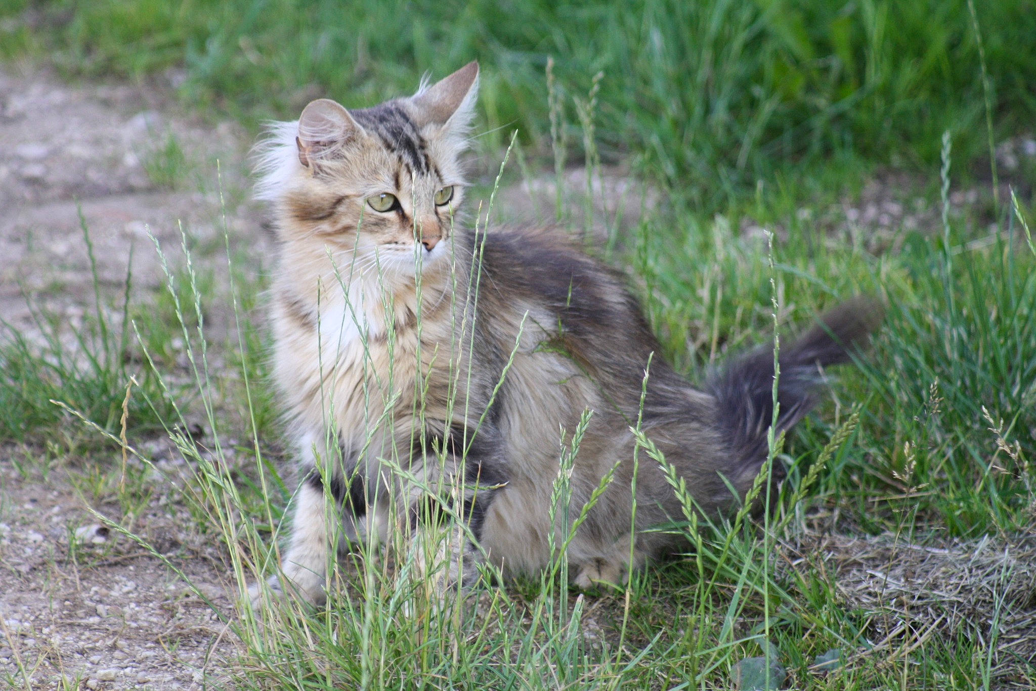 Mouchette participe au concours pour gagner de l'argent avec cette photo : carnivore, cat, domestic_short_haired_cat, fawn, felidae, fur, grass, grassland, herbaceous_plant, maine_coon, natural_landscape, plant, prairie, sitting, small_to_medium_sized_cats, snout, tail, terrestrial_animal, whiskers, wildlife