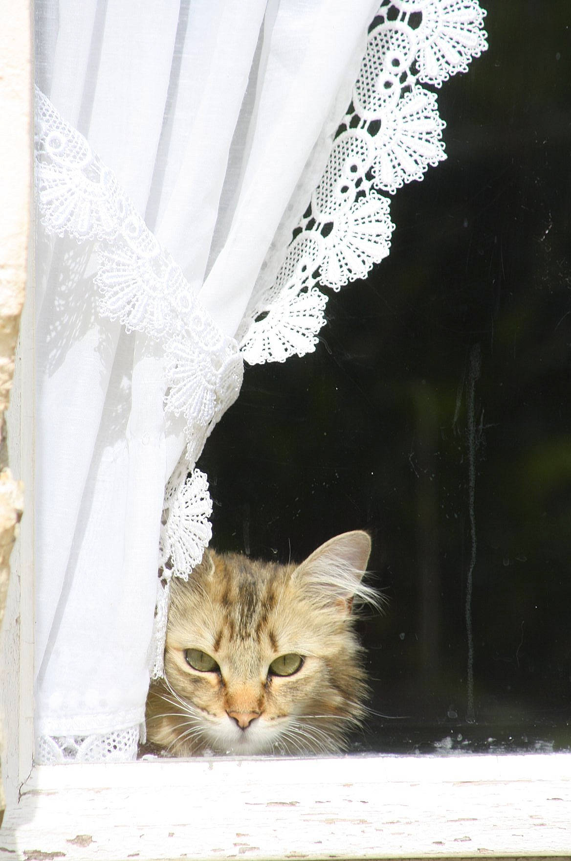 Mouchette participe au concours pour gagner de l'argent avec cette photo : carnivore, cat, curtain, domestic_short_haired_cat, felidae, fur, linens, paw, plant, small_to_medium_sized_cats, snout, tail, tree, twig, whiskers, window, winter, wood