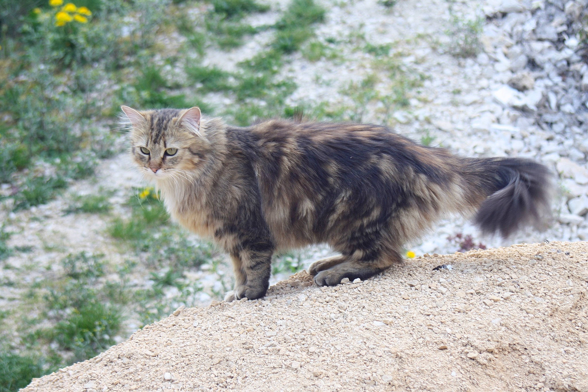 Mouchette participe au concours pour gagner de l'argent avec cette photo : carnivore, cat, domestic_short_haired_cat, fawn, felidae, fur, grass, maine_coon, mammal, paw, plant, road_surface, small_to_medium_sized_cats, snout, soil, tail, terrestrial_animal, tree, vertebrate, whiskers