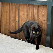 Miya participe au concours pour gagner de l'argent avec cette photo : black_cat, cat, snow, wooden_fence, outdoor, animal, pet, yellow_eyes, feline, winter, walking, curious, nature, mammal, fur, whiskers, tail, alert, quiet, daylight