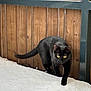 black_cat, cat, snow, wooden_fence, outdoor, animal, pet, yellow_eyes, feline, winter, walking, curious, nature, mammal, fur, whiskers, tail, alert, quiet, daylight