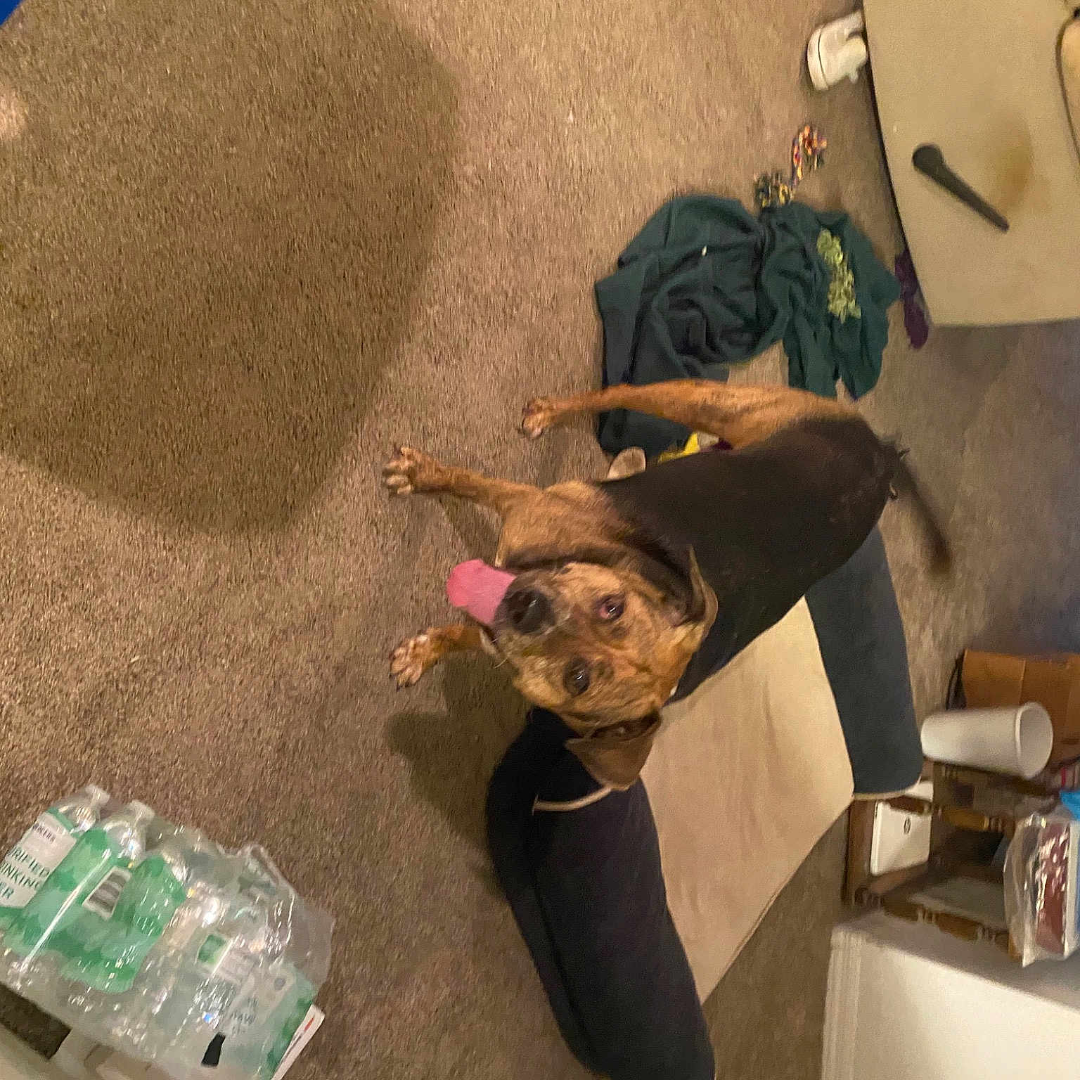 Beau joined the competition — help win amazing prizes! animation, event, flooring, fun, fur, leisure, room, sitting, sporting_group, tree, visual_arts, wood