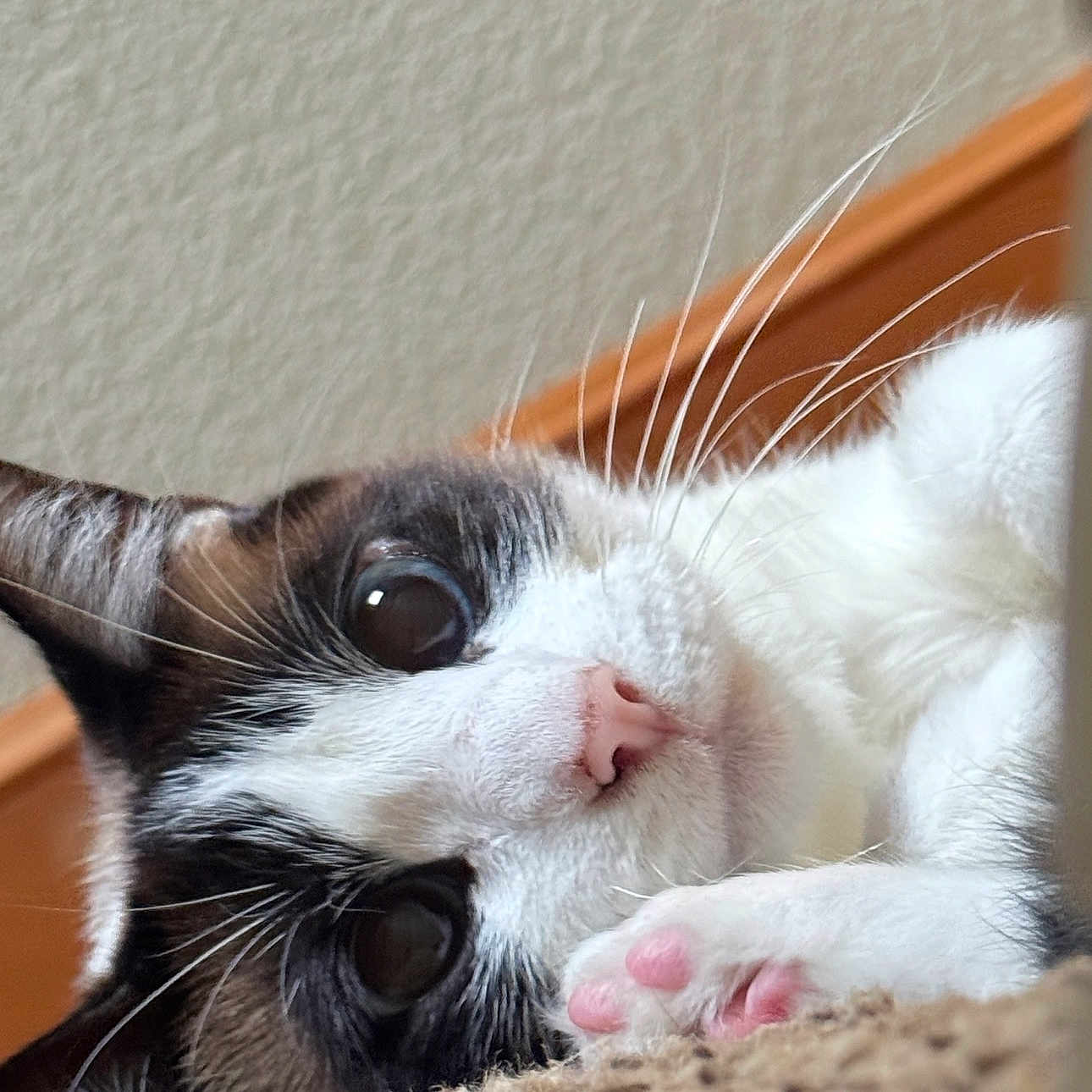 Duchess joined the competition — help win amazing prizes! cat, close_up, indoor, pet, whiskers, pink_nose, paw_pads, curious, feline, texture, lying_down, soft_fur, white_fur, black_fur, brown_fur, large_eyes, cozy, relaxed, cute, animal