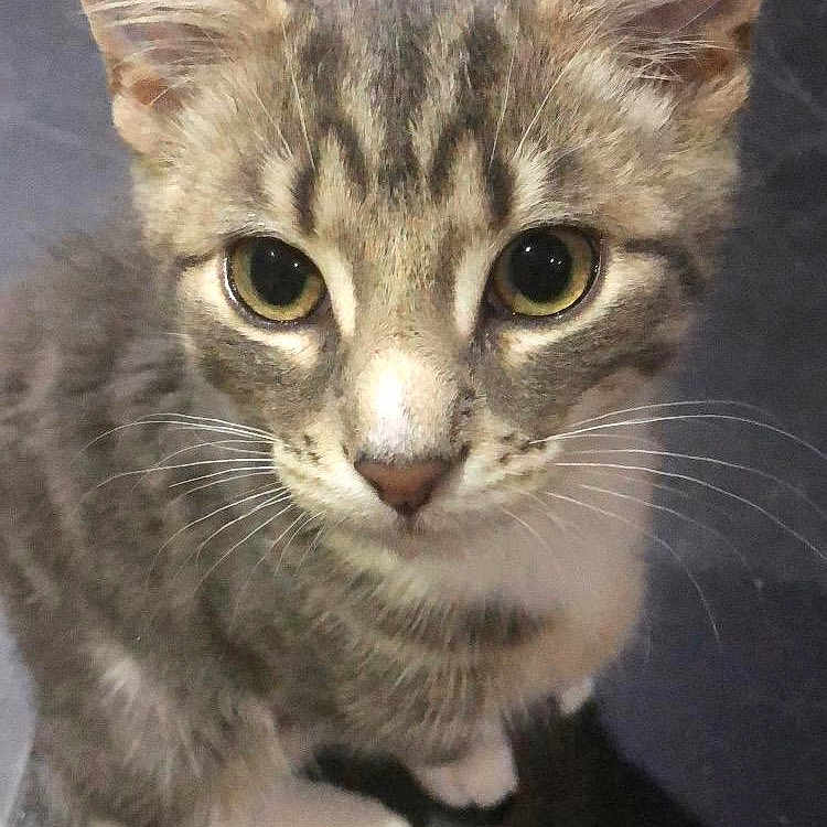 Grogu is registered to the contest to win money with this photo: abyssinian, angora, animal, brasssection, cat, egyptiancat, horn, kitten, manx, musicalinstrument, pet, slate