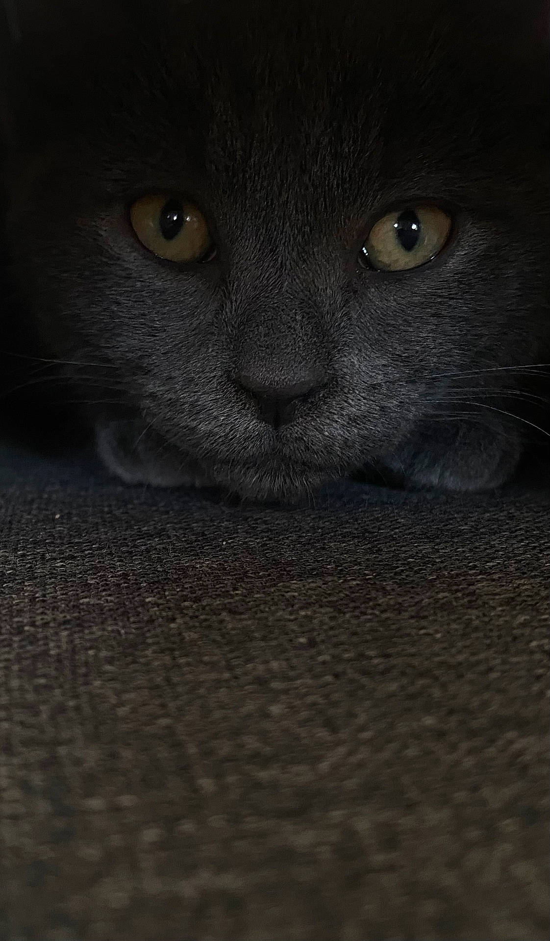 Princesse a rejoint le concours — aidez-le/la à gagner de superbes lots ! abyssinian, animal, blackcat, cat, kitten, manx, pet, snout