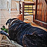 Véga participe au concours pour gagner de l'argent avec cette photo : animal, basketball, blanket, chair, cozy, dog, domestic, floor, furniture, home, indoor, pet, plant, relaxing, resting, sunlight, temperature_overlay, tile_floor, weather, wooden_door