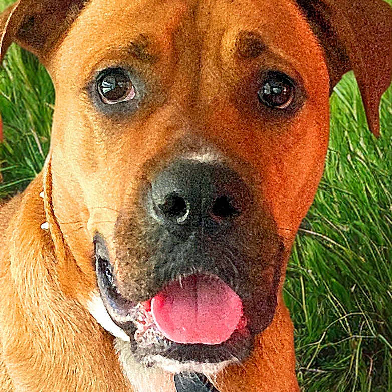 Harper is registered to the contest to win money with this photo: animal, bodypart, boxer, bulldog, canine, dog, grass, greatdane, hound, labradorretriever, mouth, person, pet, pitbull, plant, puppy, snout, tongue