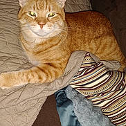 Charlie joined the competition — help win amazing prizes! abyssinian, animal, bed, bedroom, blanket, cat, chair, clothing, couch, cushion, furniture, homedecor, indoors, jeans, kitten, linen, manx, pants, pet, room