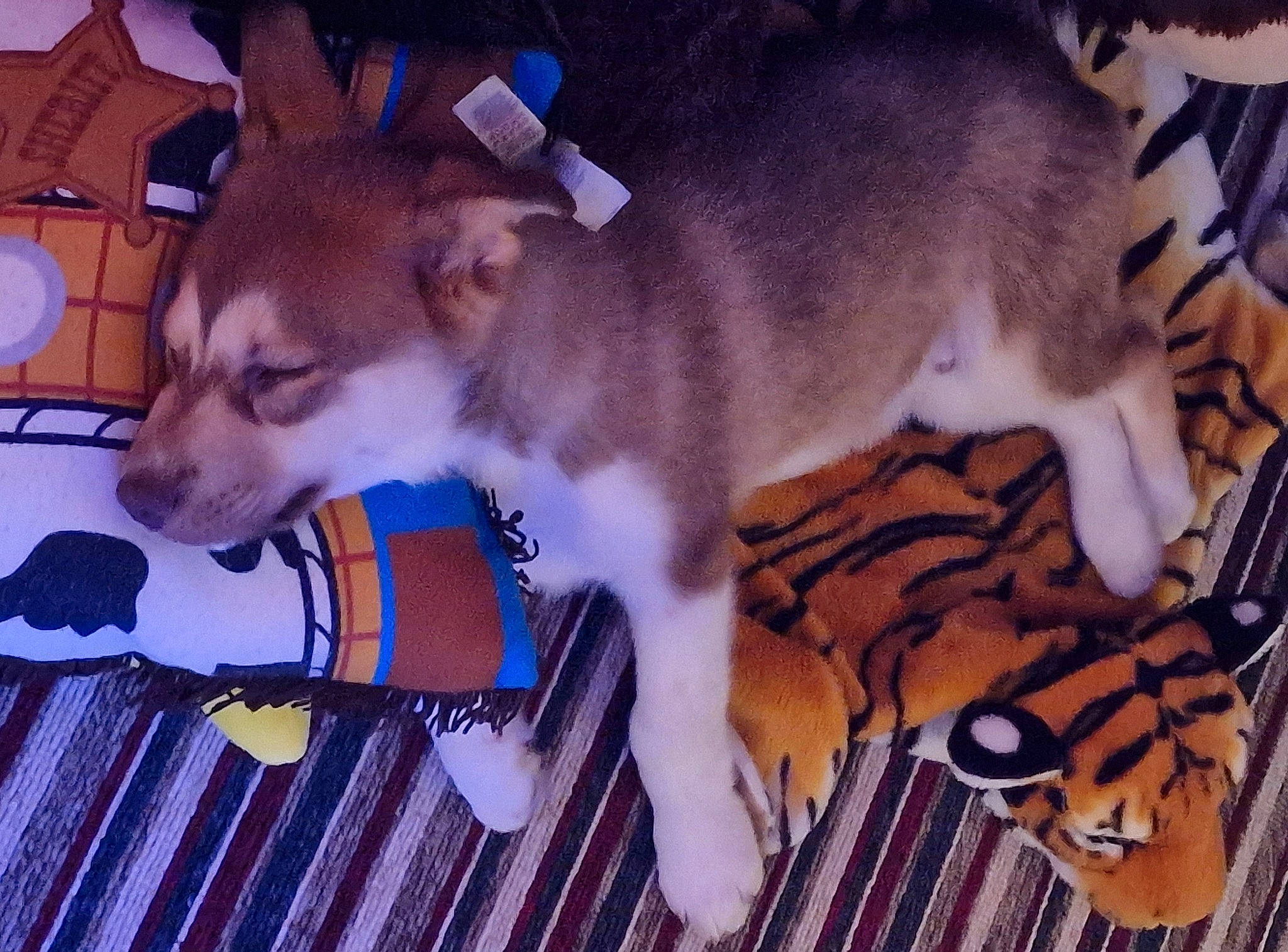 Zorro is registered to the contest to win money with this photo: canidae, carnivore, chihuahua, collar, companion_dog, dog, dog_breed, dog_supply, fawn, flooring, fur, mammal, pet_supply, snapshot, snout, tail, toy_dog, vertebrate, whiskers, working_animal