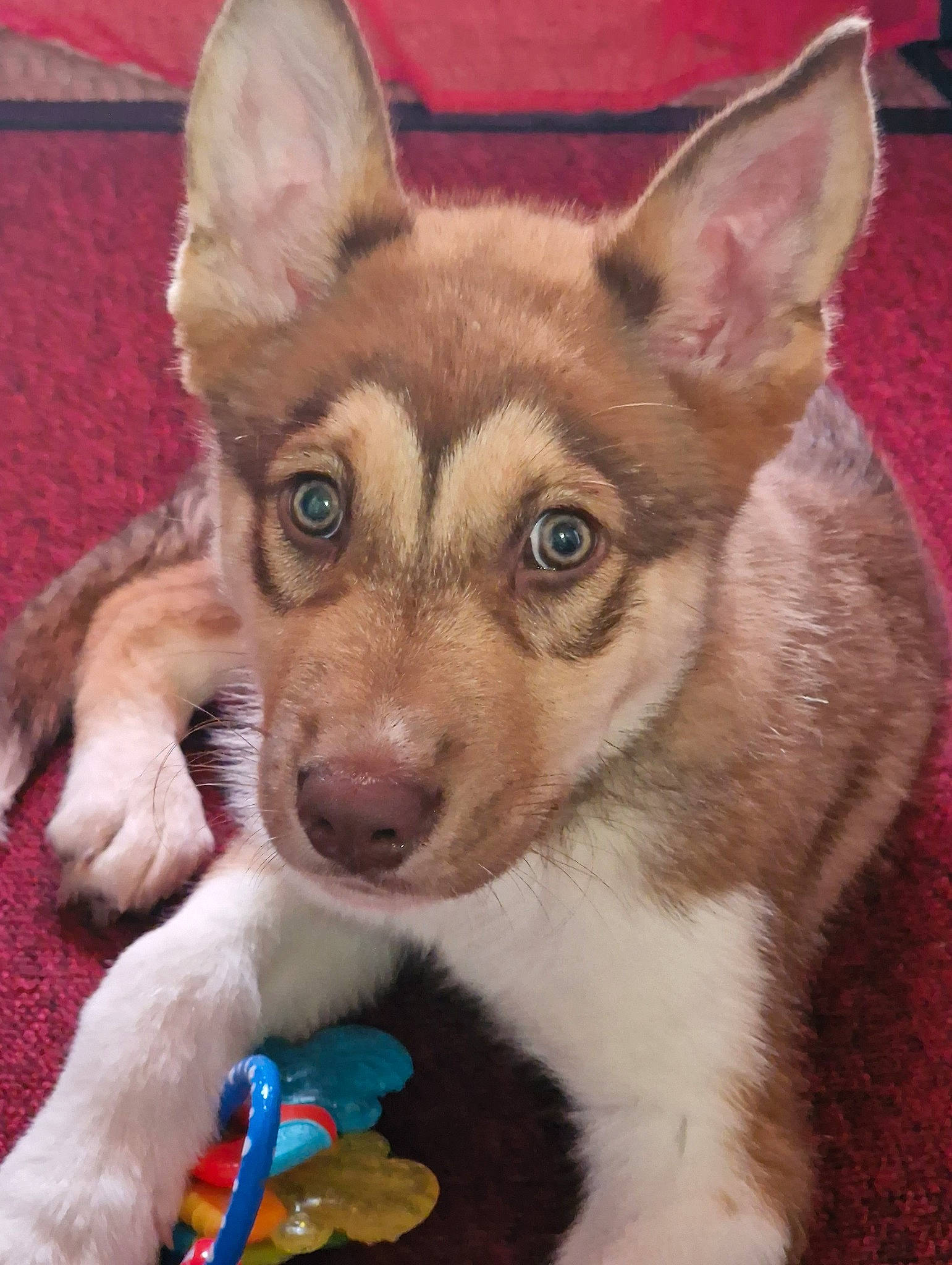 Zorro joined the competition — help win amazing prizes! ancient_dog_breeds, canis, carnivore, companion_dog, dog, dog_breed, dog_supply, fawn, fur, mammal, non_sporting_group, snout, sporting_group, terrestrial_animal, whiskers, working_animal, working_dog