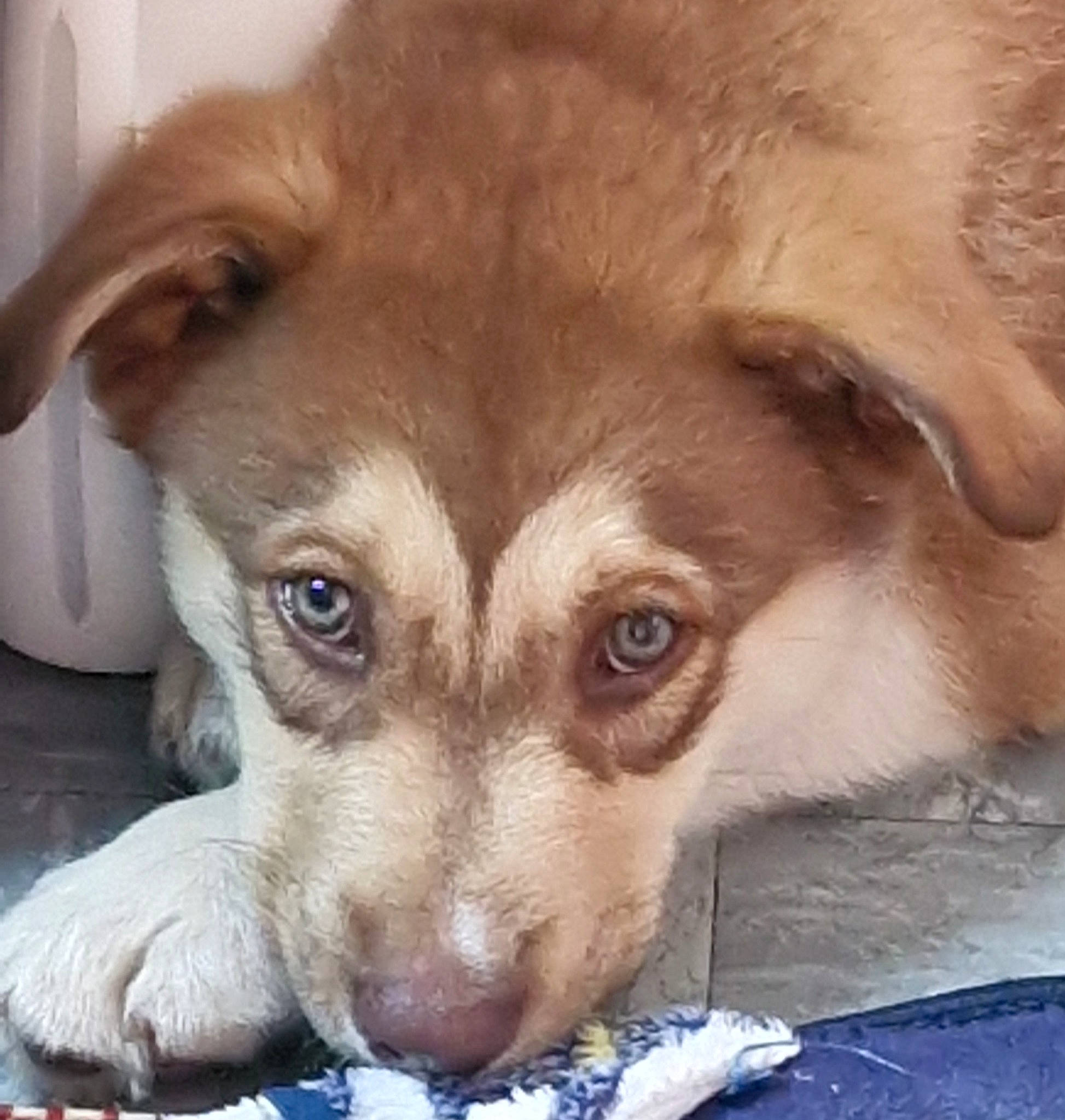 Zorro is registered to the contest to win money with this photo: bored, canidae, carnivore, clock, comfort, companion_dog, couch, dog, dog_breed, ear, eye, fawn, fur, paw, puppy, snout, sporting_group, terrestrial_animal, whiskers, working_animal