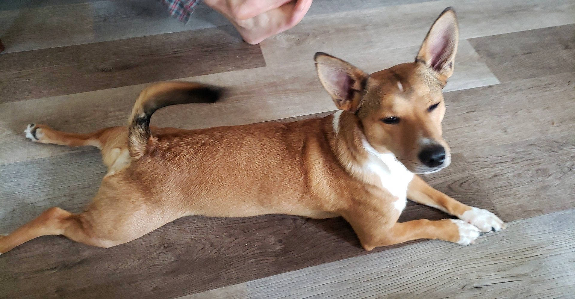 Hank is registered to the contest to win money with this photo: ancient_dog_breeds, canidae, carnivore, companion_dog, dog, dog_breed, fawn, non_sporting_group, paw, snout, sporting_group, tail, terrestrial_animal, wildlife, wood, working_animal