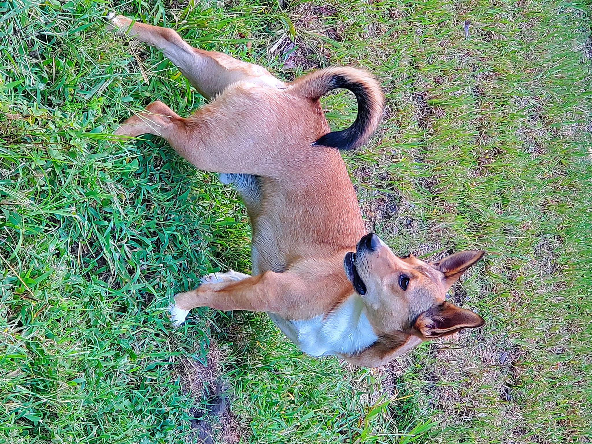 Hank is registered to the contest to win money with this photo: art, canidae, carnivore, companion_dog, dog, dog_breed, dog_supply, fawn, grass, grassland, groundcover, hunting_dog, pasture, plant, snout, sporting_group, tail, terrestrial_animal, wildlife, working_animal