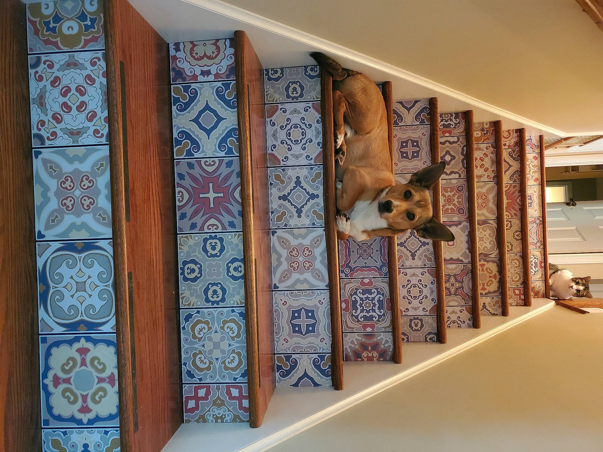 Hank joined the competition — help win amazing prizes! art, brown, building, carnivore, ceiling, dog, fawn, floor, flooring, hardwood, interior_design, pattern, product, rectangle, room, shelf, shelving, textile, visual_arts, wood