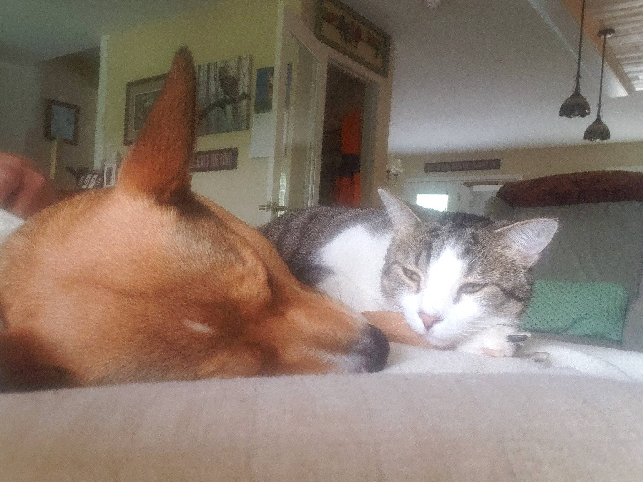 Hank is registered to the contest to win money with this photo: bed, carnivore, cat, comfort, companion_dog, couch, dog, dog_breed, domestic_short_haired_cat, ear, fawn, felidae, fur, mammal, picture_frame, small_to_medium_sized_cats, snout, tail, vertebrate, whiskers