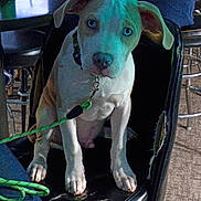 Tanner is registered to the contest to win money with this photo: puppy, dog, blue_eyes, leash, chair, indoor, pet, animal, cute, sitting, black_chair, worn, looking, young_dog, domestic_animal, floor, furniture, collar, expression, pet_care