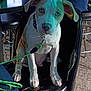 puppy, dog, blue_eyes, leash, chair, indoor, pet, animal, cute, sitting, black_chair, worn, looking, young_dog, domestic_animal, floor, furniture, collar, expression, pet_care