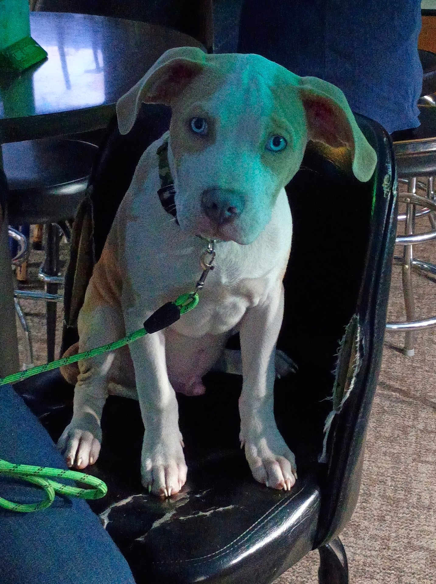 Tanner is registered to the contest to win money with this photo: puppy, dog, blue_eyes, leash, chair, indoor, pet, animal, cute, sitting, black_chair, worn, looking, young_dog, domestic_animal, floor, furniture, collar, expression, pet_care