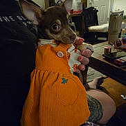 Alice is registered to the contest to win money with this photo: dog, small_dog, orange_dress, pumpkin_pattern, person, hand, tattoo, living_room, furniture, table, chair, glasses, phone, candle, door, carpet, blanket, indoors, night, curious