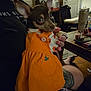 dog, small_dog, orange_dress, pumpkin_pattern, person, hand, tattoo, living_room, furniture, table, chair, glasses, phone, candle, door, carpet, blanket, indoors, night, curious