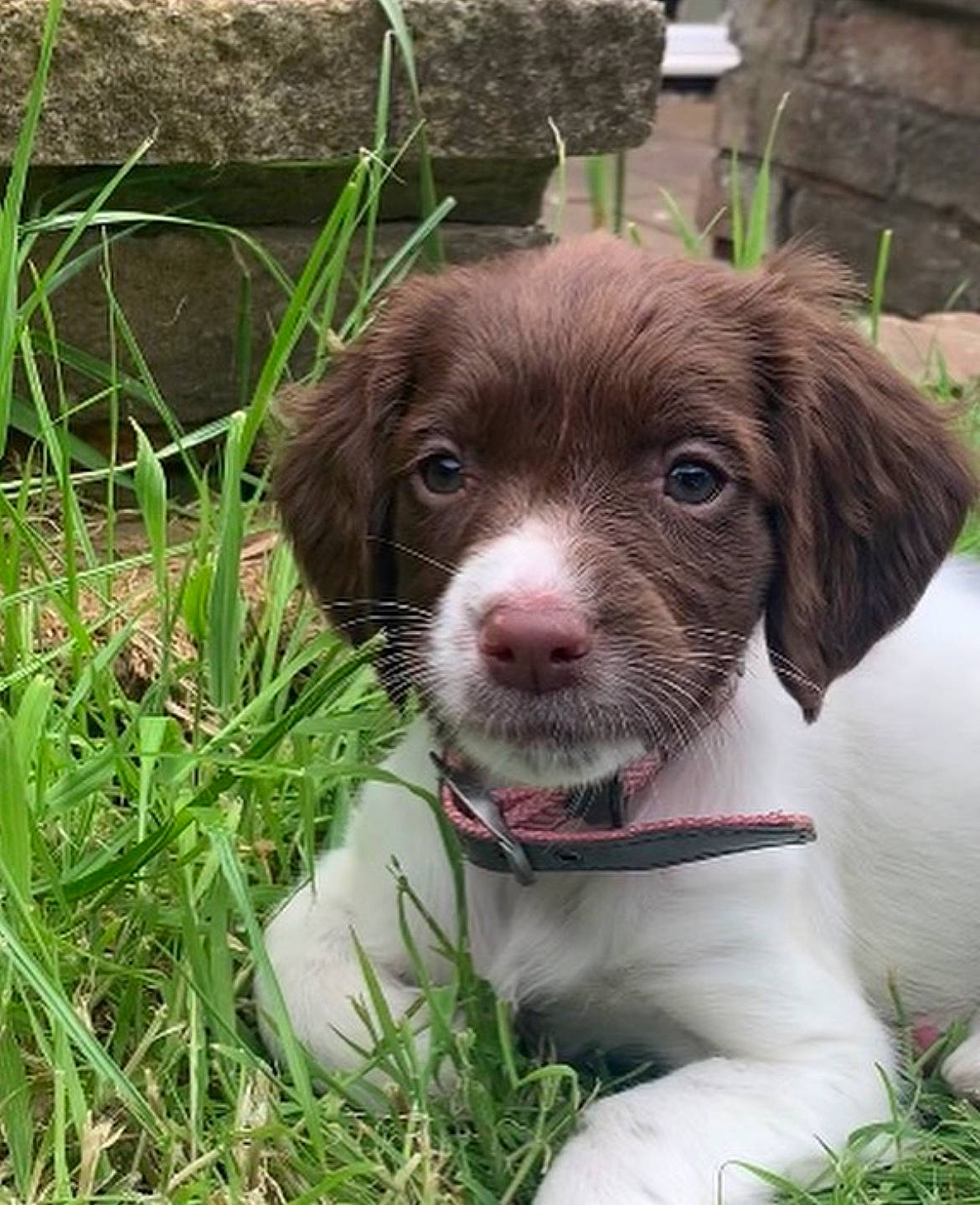 Tala is registered to the contest to win money with this photo: canidae, carnivore, companion_dog, dog, dog_breed, dog_collar, fawn, fur, grass, groundcover, gun_dog, liver, plant, recipe, sedge_family, snout, sporting_group, terrestrial_animal, whiskers, working_animal