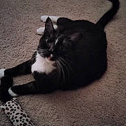 Max is registered to the contest to win money with this photo: cat, tuxedo_cat, carpet, indoor, pet_toy, leopard_print, animal, feline, relaxed, tongue_out, floor, domestic_animal, whiskers, black_and_white, tail, paws, food_bowl, household, cute, playful