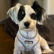 Zen joined the competition — help win amazing prizes! dog, pet, small_dog, black_and_white, harness, sitting, indoor, closeup, cute, animal, fur, ears, face, nose, eyes, canine, domestic_animal, furniture, blurred_background, portrait