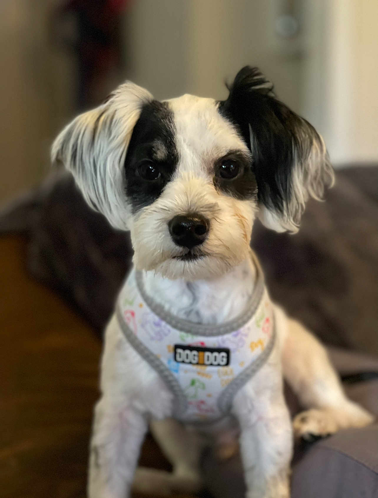 Zen joined the competition — help win amazing prizes! dog, pet, small_dog, black_and_white, harness, sitting, indoor, closeup, cute, animal, fur, ears, face, nose, eyes, canine, domestic_animal, furniture, blurred_background, portrait