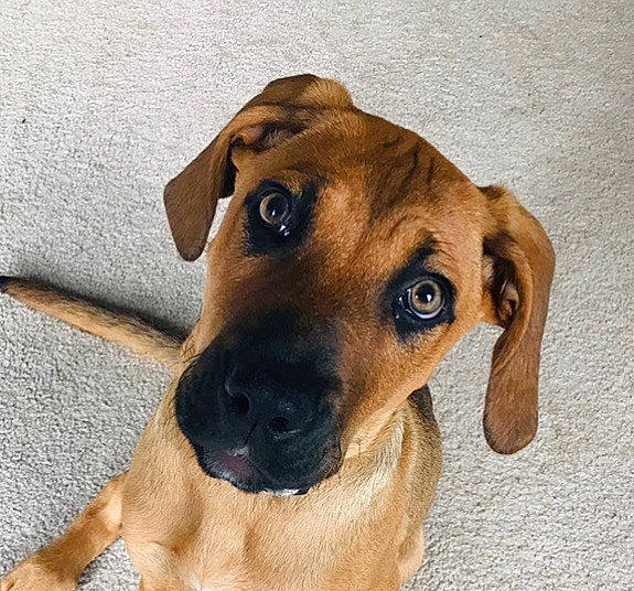 Kylo joined the competition — help win amazing prizes! beagador, black_mouth_cur, broholmer, canidae, carnivore, dog, dog_breed, ear, fawn, hound, mammal, mountain_cur, rare_breed_dog, rhodesian_ridgeback, snout, vertebrate, whiskers