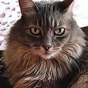 Sofie is registered to the contest to win money with this photo: animal, cat, close_up, cute, domestic, ears, eyes, face, feline, fluffy, fur, gray, indoor, looking, majestic, muzzle, pet, portrait, soft, whiskers