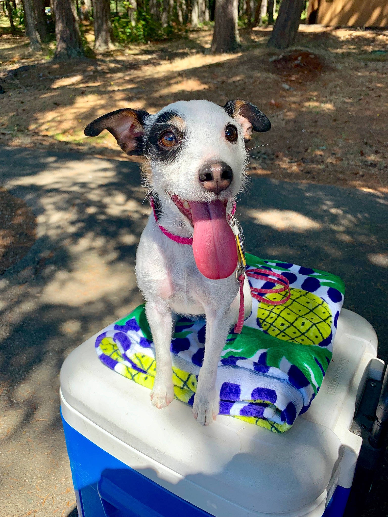 Mia Grace is registered to the contest to win money with this photo: blue, carnivore, collar, companion_dog, dog, dog_breed, dog_clothes, dog_collar, dog_supply, fawn, grass, green, leisure, pet_supply, plant, recreation, snout, sporting_group, tree, white