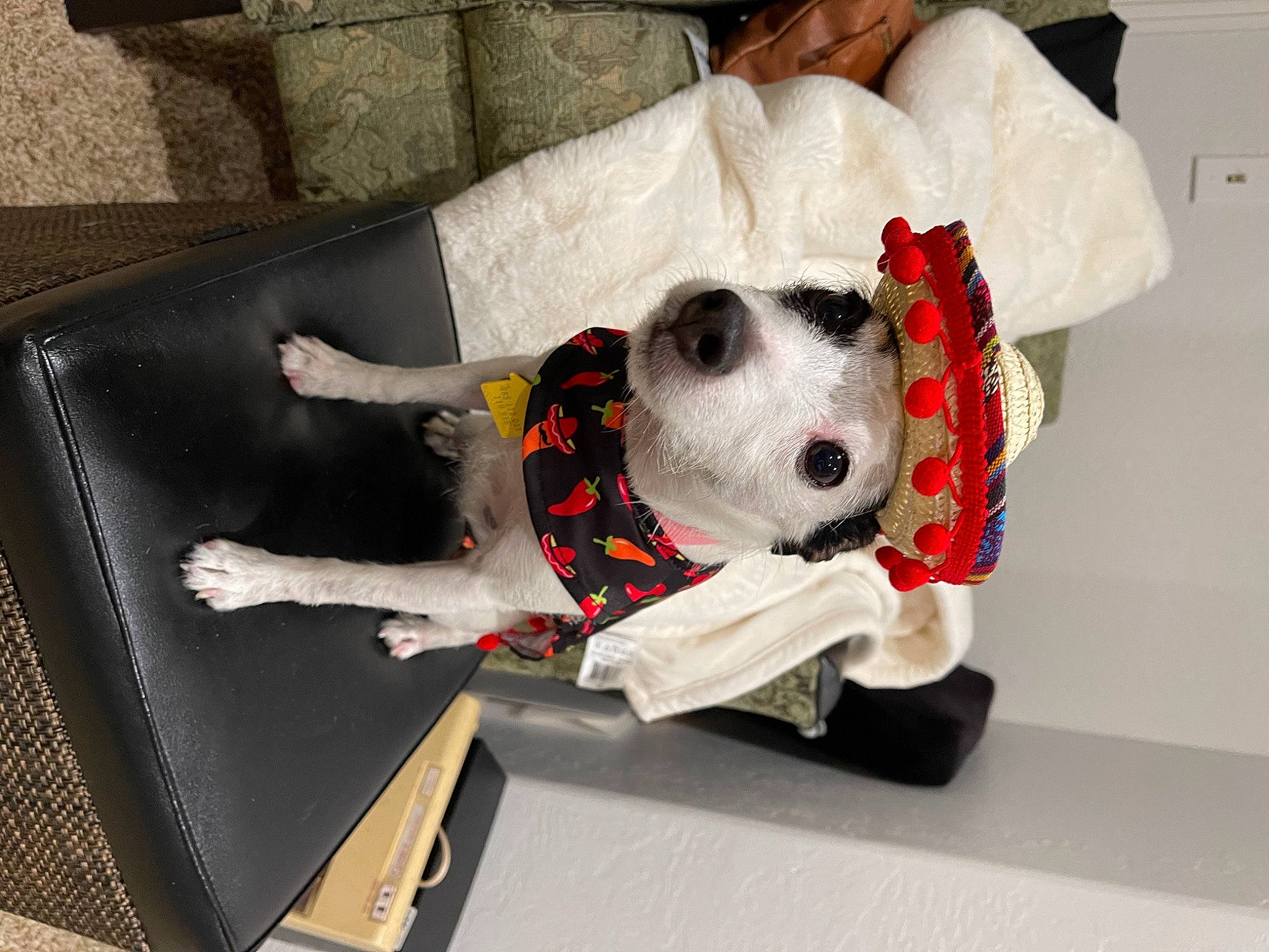 Mia Grace joined the competition — help win amazing prizes! bag, canidae, carmine, carnivore, comfort, companion_dog, couch, dalmatian, dog_breed, dog_clothes, dog_supply, linens, pillow, plush, room, snout, sporting_group, stuffed_toy, toy, working_animal