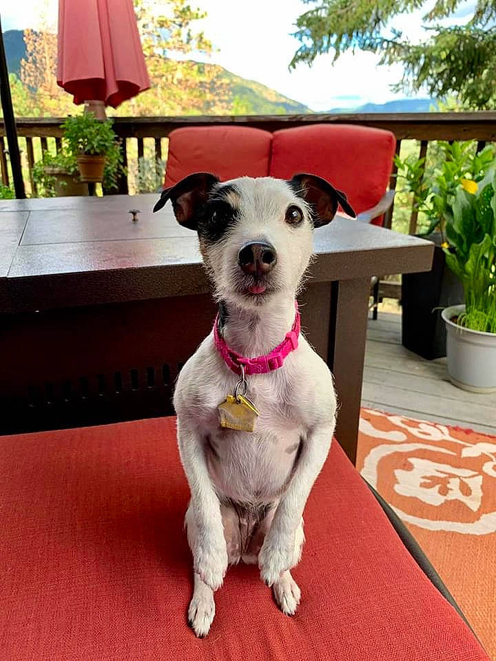 Mia Grace is registered to the contest to win money with this photo: carnivore, chair, collar, companion_dog, dog, dog_breed, dog_clothes, dog_collar, dog_supply, fawn, flowerpot, houseplant, pet_supply, plant, sky, snout, table, terrier, tree, working_animal