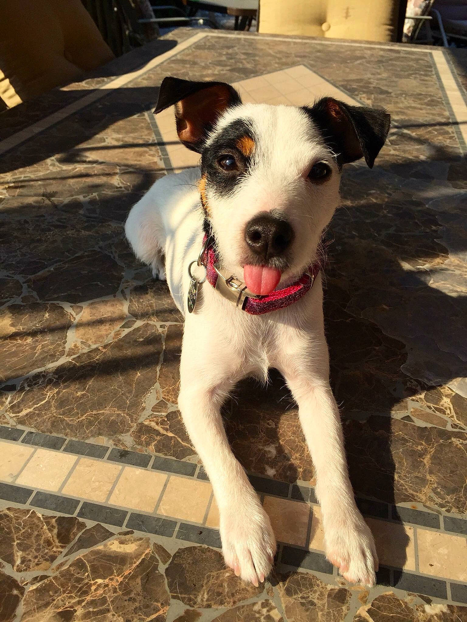 Mia Grace joined the competition — help win amazing prizes! canidae, carnivore, collar, companion_dog, dog, dog_breed, dog_collar, dog_supply, fashion_accessory, fawn, fur, leash, non_sporting_group, pet_supply, snout, sporting_group, street_dog, terrier, whiskers, working_animal