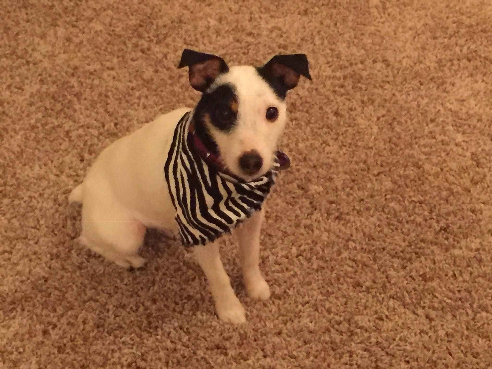 Mia Grace joined the competition — help win amazing prizes! canidae, carnivore, collar, companion_dog, dog, dog_breed, dog_collar, dog_supply, fawn, grass, non_sporting_group, pet_supply, snout, sporting_group, tail, terrestrial_animal, terrier, whiskers, working_animal, working_dog