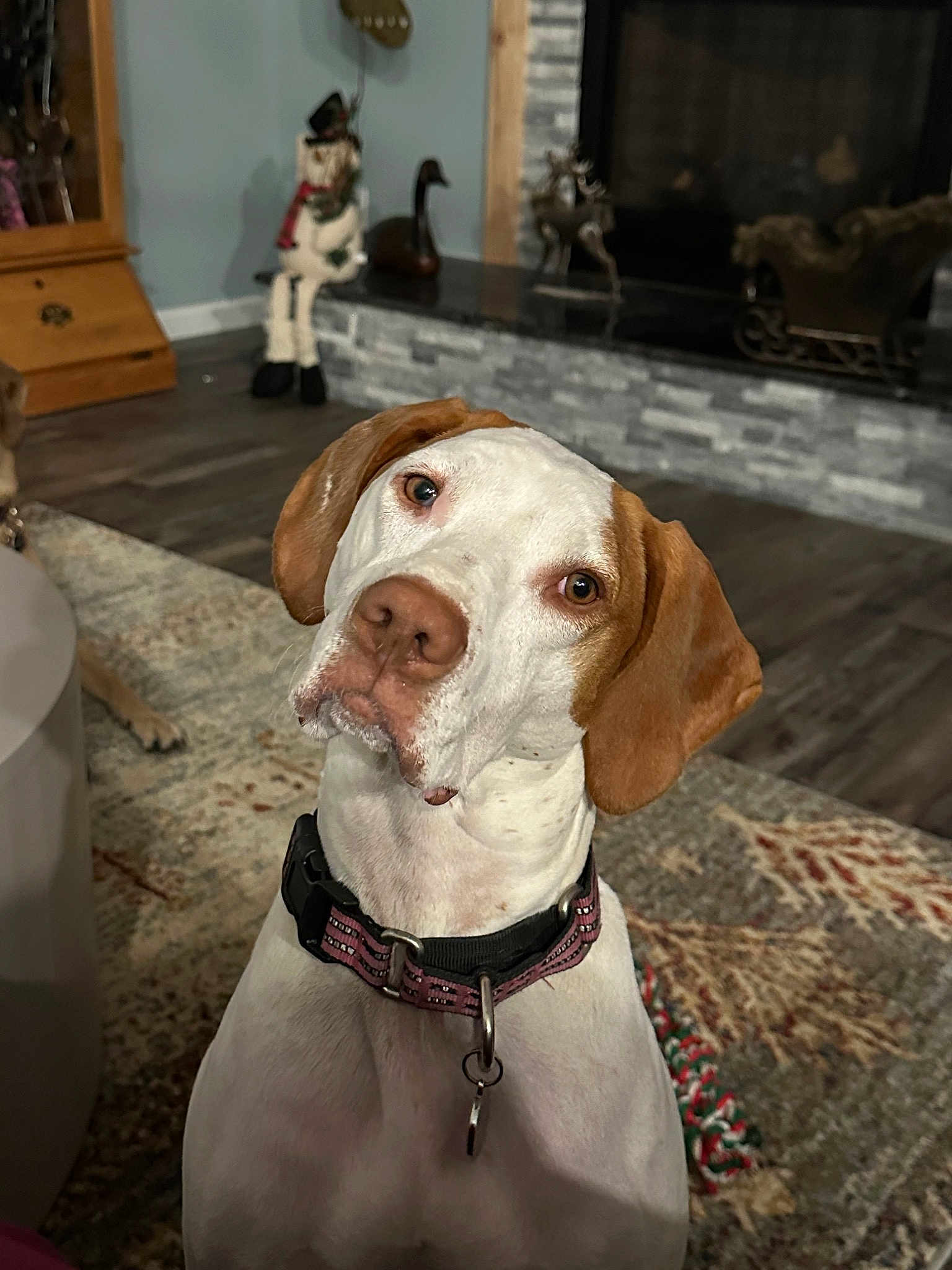 Moxie